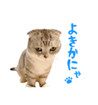 うちのにゃんズ。（個別スタンプ：33）