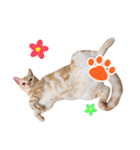 うちのにゃんズ。（個別スタンプ：34）