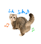 うちのにゃんズ。（個別スタンプ：35）