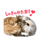 うちのにゃんズ。（個別スタンプ：38）