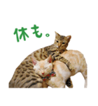 うちのにゃんズ。（個別スタンプ：39）