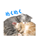 うちのにゃんズ。（個別スタンプ：40）