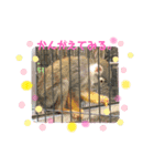 みんなのねこども（個別スタンプ：6）
