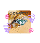 みんなのねこども（個別スタンプ：8）