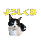 小さなお友達のスタンプ4（個別スタンプ：3）