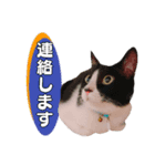 小さなお友達のスタンプ4（個別スタンプ：9）