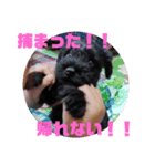 黒ミニシュナ（個別スタンプ：6）