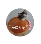 猫のちこちゃん 毎日使えるスタンプ 2（個別スタンプ：1）
