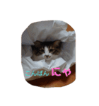 猫のちこちゃん 毎日使えるスタンプ 2（個別スタンプ：2）