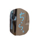 猫のちこちゃん 毎日使えるスタンプ 2（個別スタンプ：3）