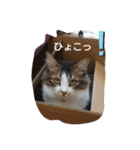 猫のちこちゃん 毎日使えるスタンプ 2（個別スタンプ：4）