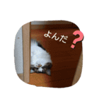 猫のちこちゃん 毎日使えるスタンプ 2（個別スタンプ：5）