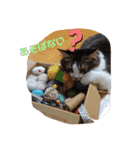 猫のちこちゃん 毎日使えるスタンプ 2（個別スタンプ：7）