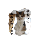猫のちこちゃん 毎日使えるスタンプ 2（個別スタンプ：10）