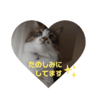猫のちこちゃん 毎日使えるスタンプ 2（個別スタンプ：11）
