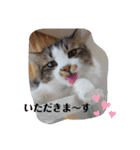 猫のちこちゃん 毎日使えるスタンプ 2（個別スタンプ：12）