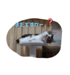 猫のちこちゃん 毎日使えるスタンプ 2（個別スタンプ：13）