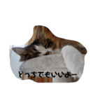 猫のちこちゃん 毎日使えるスタンプ 2（個別スタンプ：15）