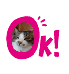 猫のちこちゃん 毎日使えるスタンプ 2（個別スタンプ：16）