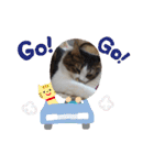 猫のちこちゃん 毎日使えるスタンプ 2（個別スタンプ：18）