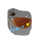 猫のちこちゃん 毎日使えるスタンプ 2（個別スタンプ：20）