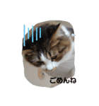 猫のちこちゃん 毎日使えるスタンプ 2（個別スタンプ：22）