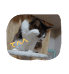 猫のちこちゃん 毎日使えるスタンプ 2（個別スタンプ：23）