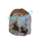 猫のちこちゃん 毎日使えるスタンプ 2（個別スタンプ：24）