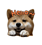 柴犬きなこの日常スタンプ（個別スタンプ：1）