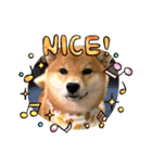 柴犬きなこの日常スタンプ（個別スタンプ：2）