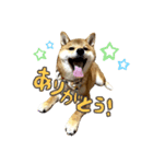 柴犬きなこの日常スタンプ（個別スタンプ：5）
