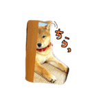 柴犬きなこの日常スタンプ（個別スタンプ：7）