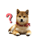 柴犬きなこの日常スタンプ（個別スタンプ：8）
