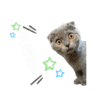 表情豊かな愛猫ちゃん（個別スタンプ：2）