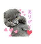 表情豊かな愛猫ちゃん（個別スタンプ：4）