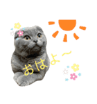 表情豊かな愛猫ちゃん（個別スタンプ：5）