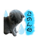 表情豊かな愛猫ちゃん（個別スタンプ：6）