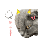表情豊かな愛猫ちゃん（個別スタンプ：10）