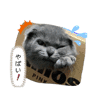 表情豊かな愛猫ちゃん（個別スタンプ：11）