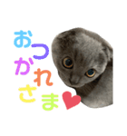 表情豊かな愛猫ちゃん（個別スタンプ：12）