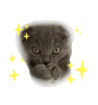 表情豊かな愛猫ちゃん（個別スタンプ：13）
