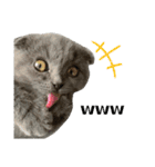 表情豊かな愛猫ちゃん（個別スタンプ：15）