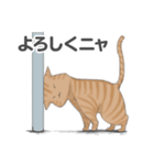 全12種 話すねこのスタンプ/茶とら猫（個別スタンプ：8）