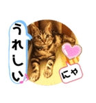 ルナくん 4 アメリカンショートヘア（個別スタンプ：5）