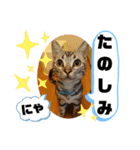 ルナくん 4 アメリカンショートヘア（個別スタンプ：6）