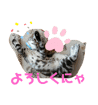 ルナくん 4 アメリカンショートヘア（個別スタンプ：11）