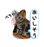 ルナくん 4 アメリカンショートヘア（個別スタンプ：15）
