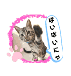 ルナくん 4 アメリカンショートヘア（個別スタンプ：17）