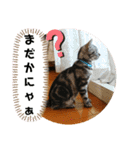 ルナくん 4 アメリカンショートヘア（個別スタンプ：20）