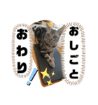 ルナくん 4 アメリカンショートヘア（個別スタンプ：23）